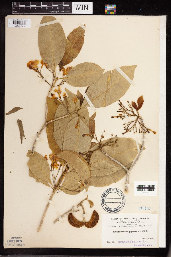 Tabernaemontana psycotrifolia image