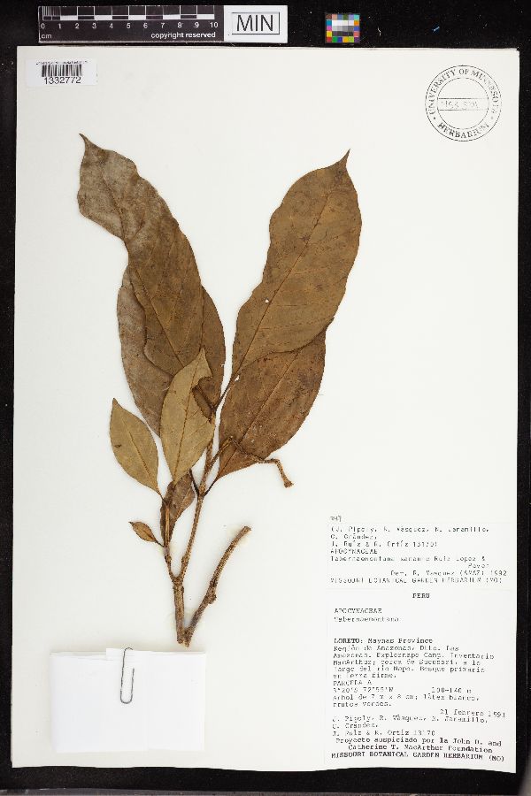 Tabernaemontana sananho image