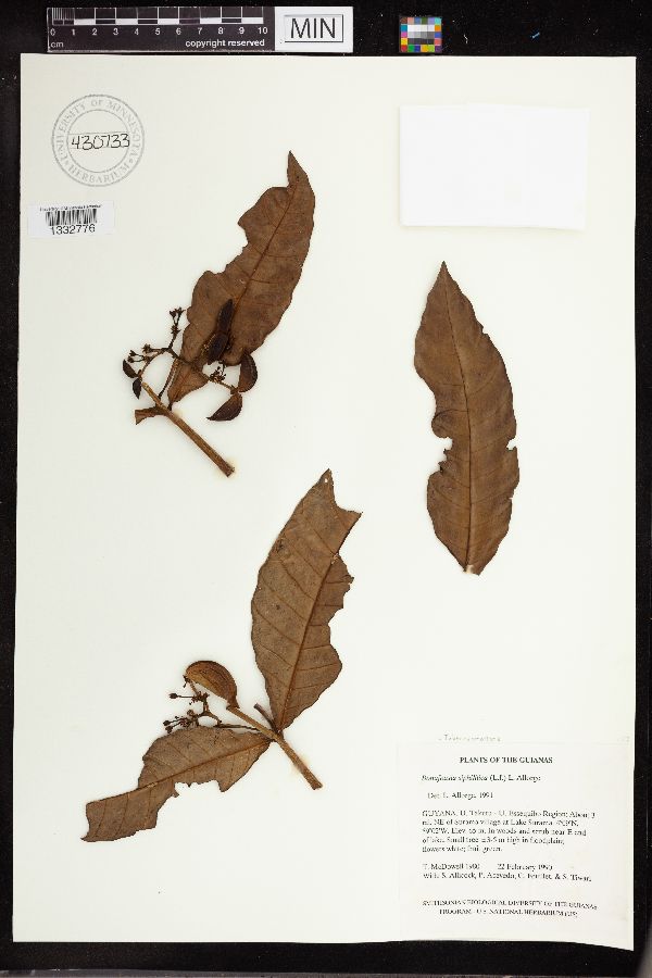 Tabernaemontana siphilitica image