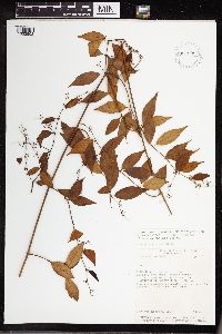 Image Associated With the Occurrence