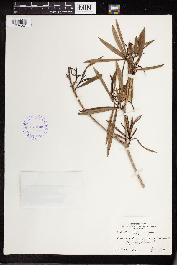 Thevetia neriifolia image