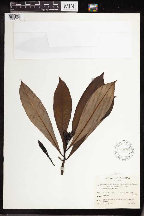 Thevetia ahouai image