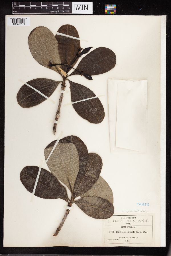 Thevetia cuneifolia image