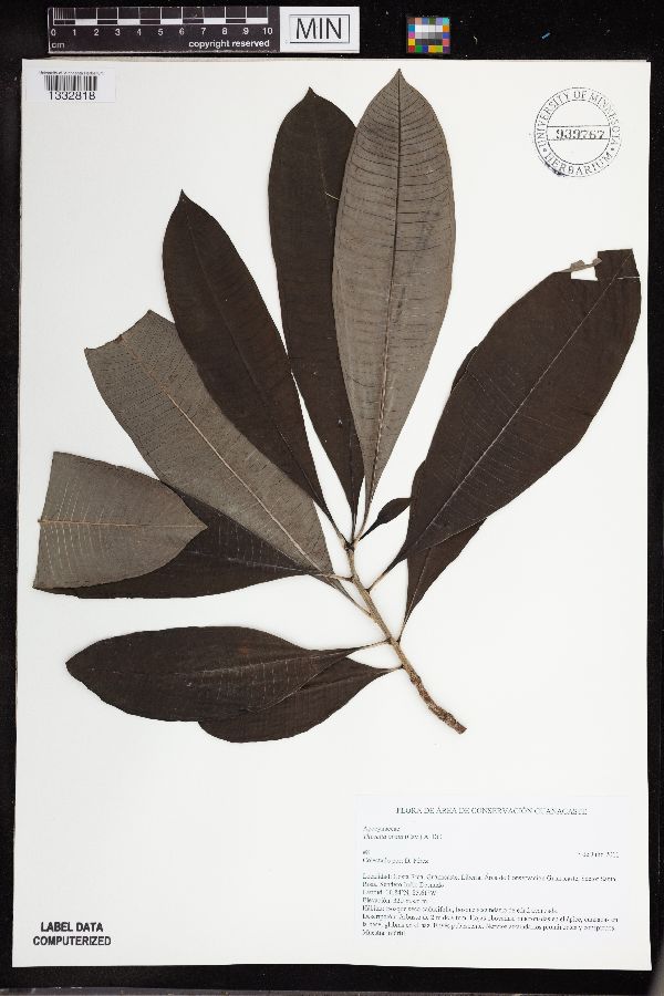 Cascabela ovata image