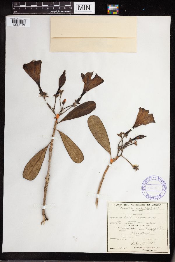 Thevetia ovata image