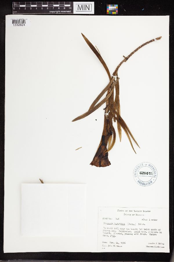 Thevetia peruviana image