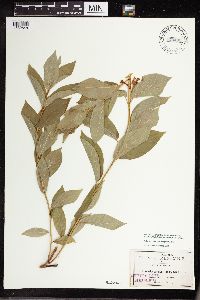 Mandevilla stans image