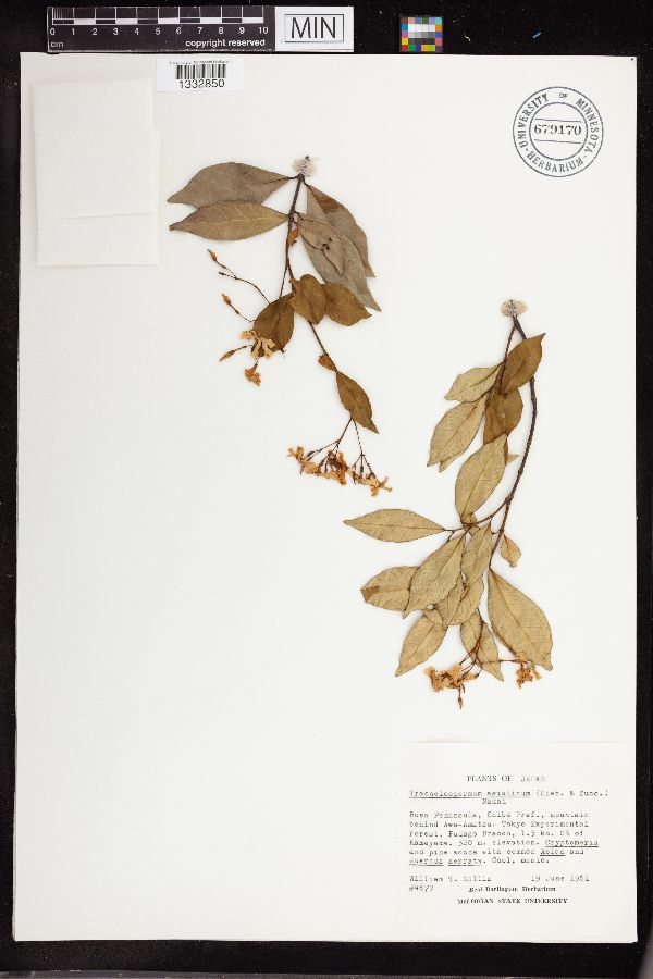 Trachelospermum asiaticum image