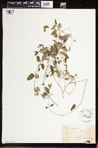 Media resource of Tylophora grandiflora