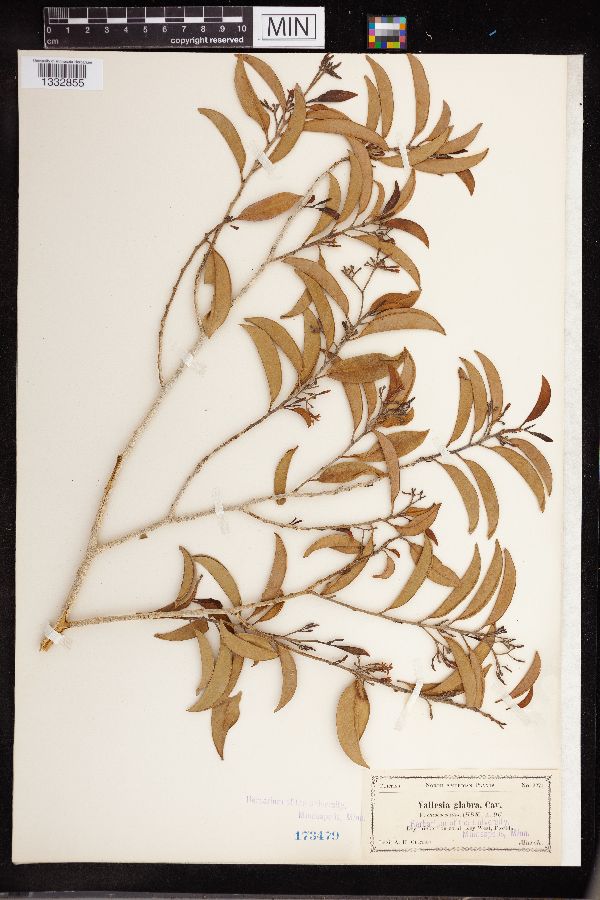 Vallesia glabra image