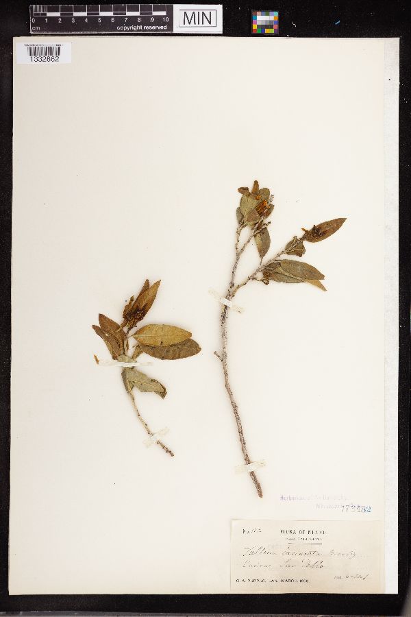 Vallesia laciniata image