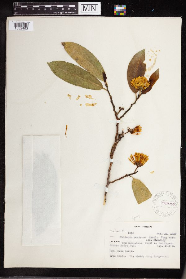 Vallesia mexicana image