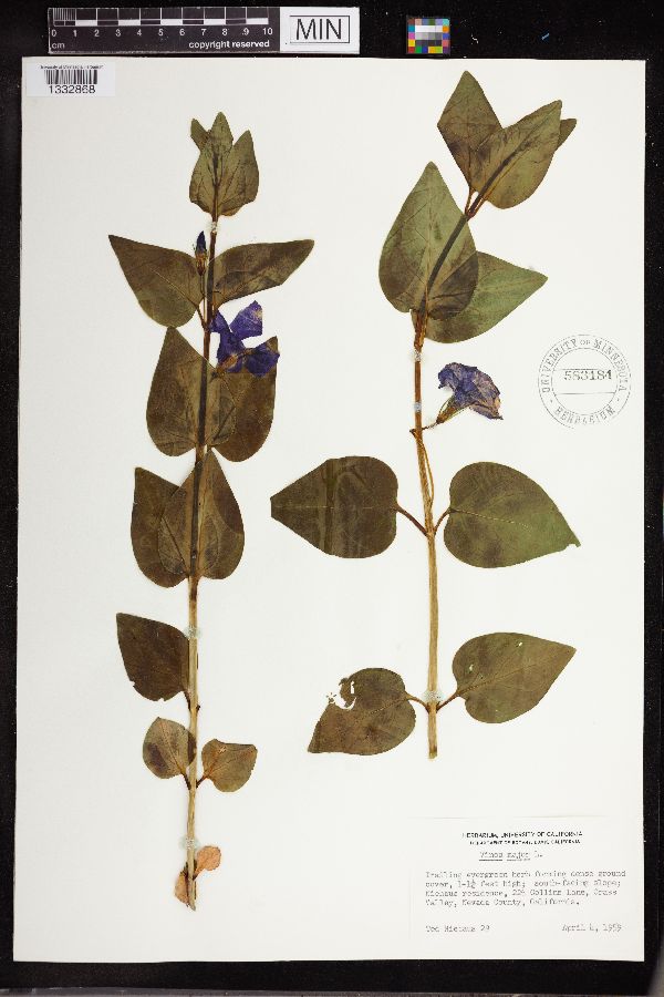 Vinca major image