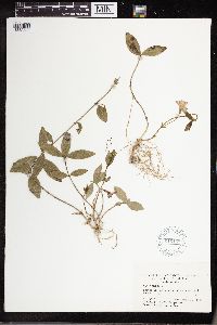 Vinca minor image