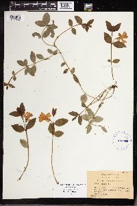 Vinca minor image