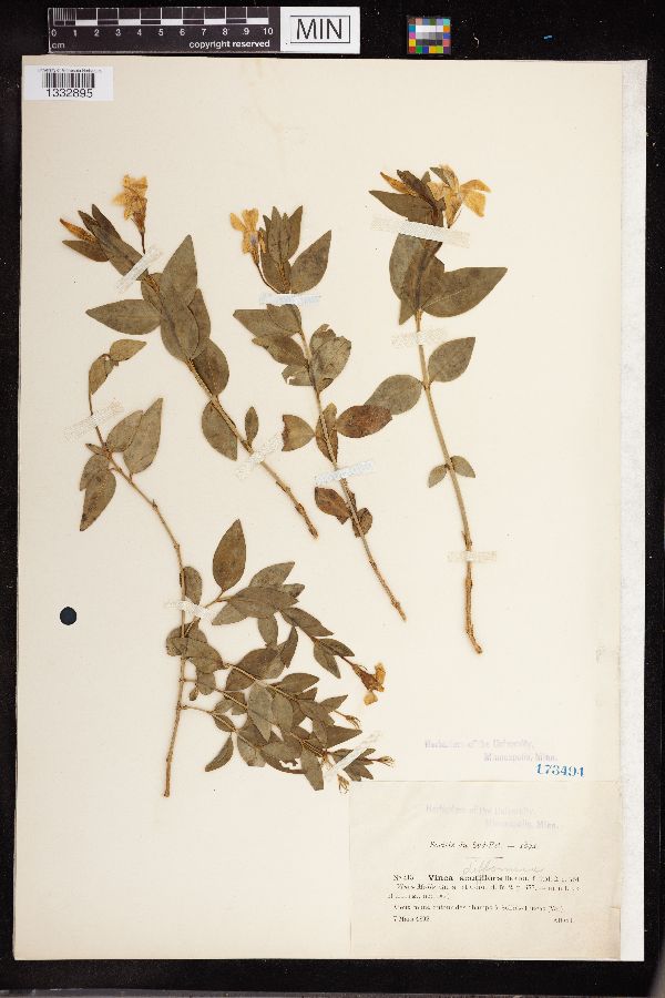 Vinca difformis image