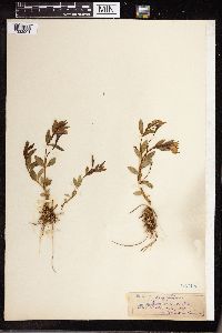 Vinca herbacea image