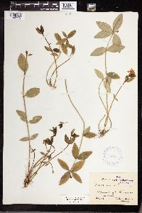 Vinca minor image