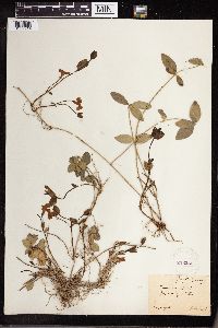 Vinca minor image