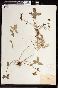 Vinca minor image