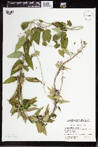 Cynanchum louiseae image