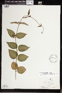 Cynanchum louiseae image