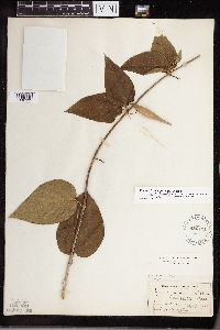 Cynanchum louiseae image