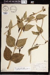 Cynanchum louiseae image