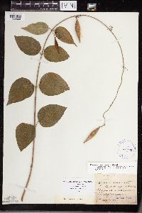 Cynanchum louiseae image