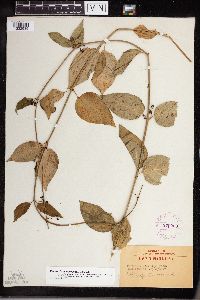 Cynanchum louiseae image