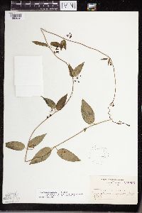 Cynanchum louiseae image