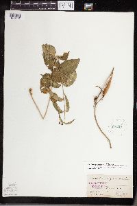 Cynanchum louiseae image