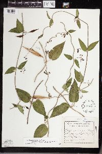 Cynanchum louiseae image