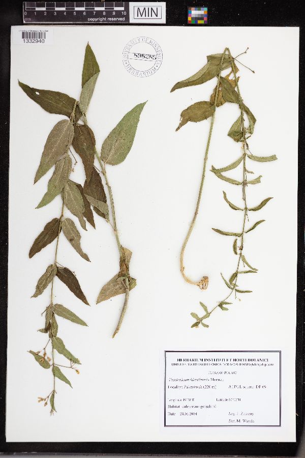 Vincetoxicum hirundinaria image