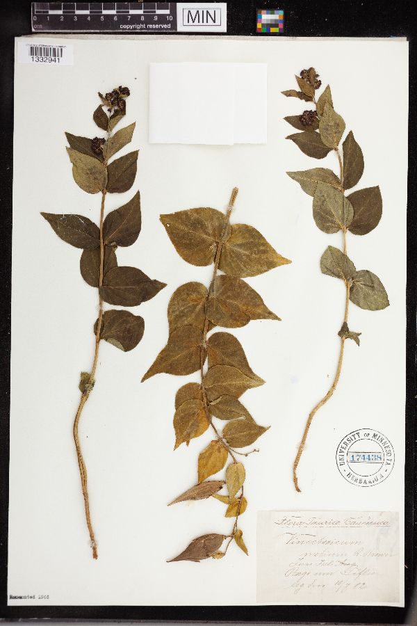 Vincetoxicum medium image