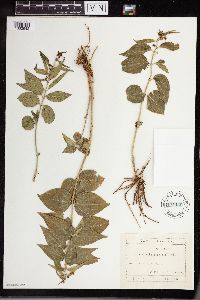 Vincetoxicum medium image