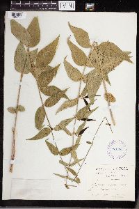 Cynanchum louiseae image