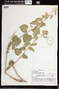 Vincetoxicum medium image