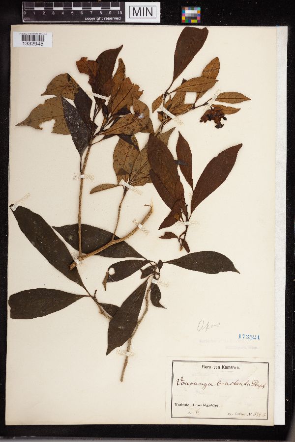 Voacanga bracteata image