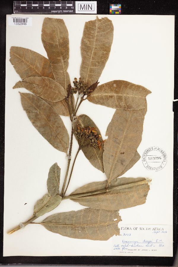 Voacanga dregei image