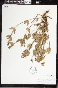 Media resource of Xysmalobium parviflorum