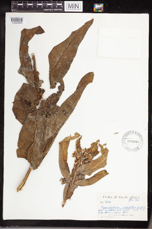 Xysmalobium undulatum image