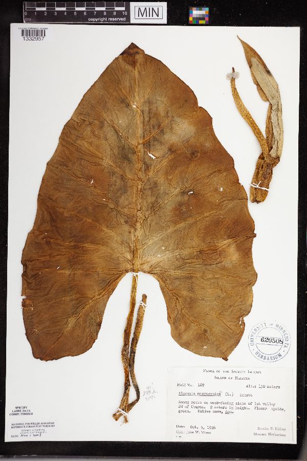 Alocasia macrorrhizos image