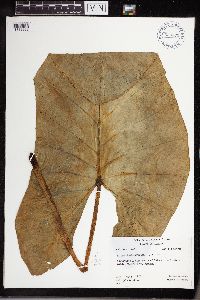 Image Associated With the Occurrence