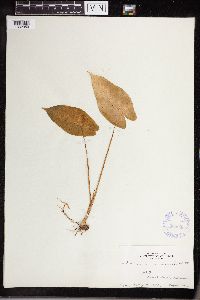 Image Associated With the Occurrence