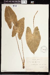 Image Associated With the Occurrence