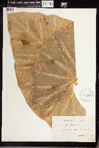 Image Associated With the Occurrence