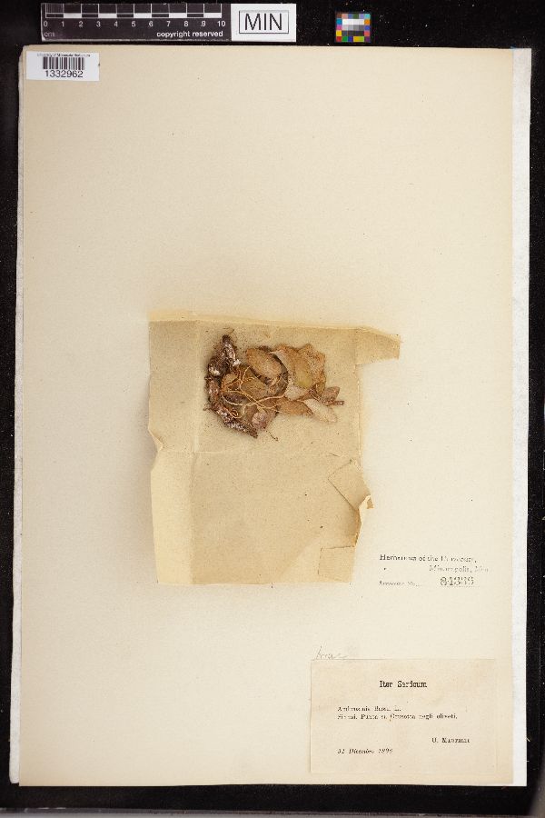 Ambrosina bassii image