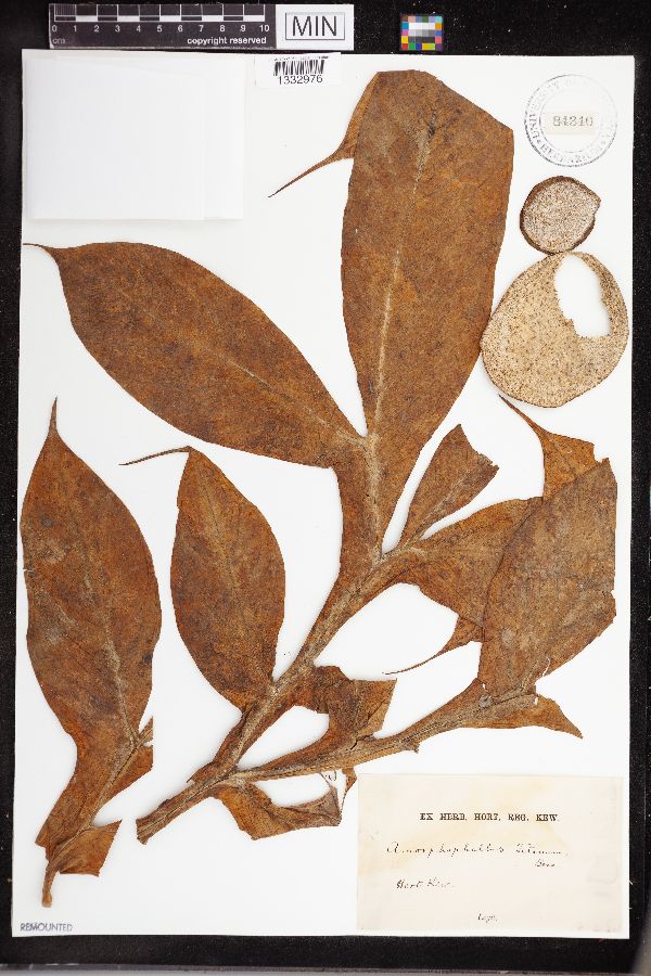 Amorphophallus titanum image