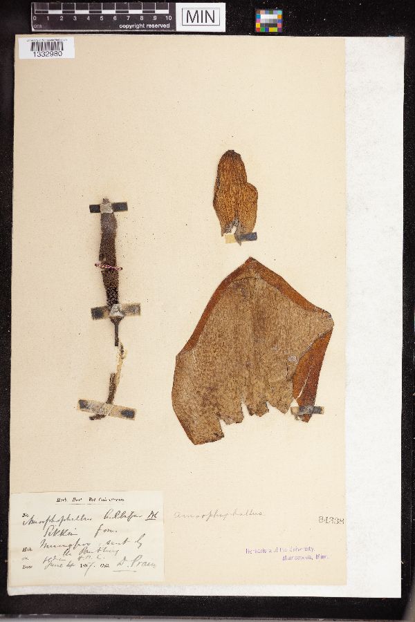 Amorphophallus bulbifer image